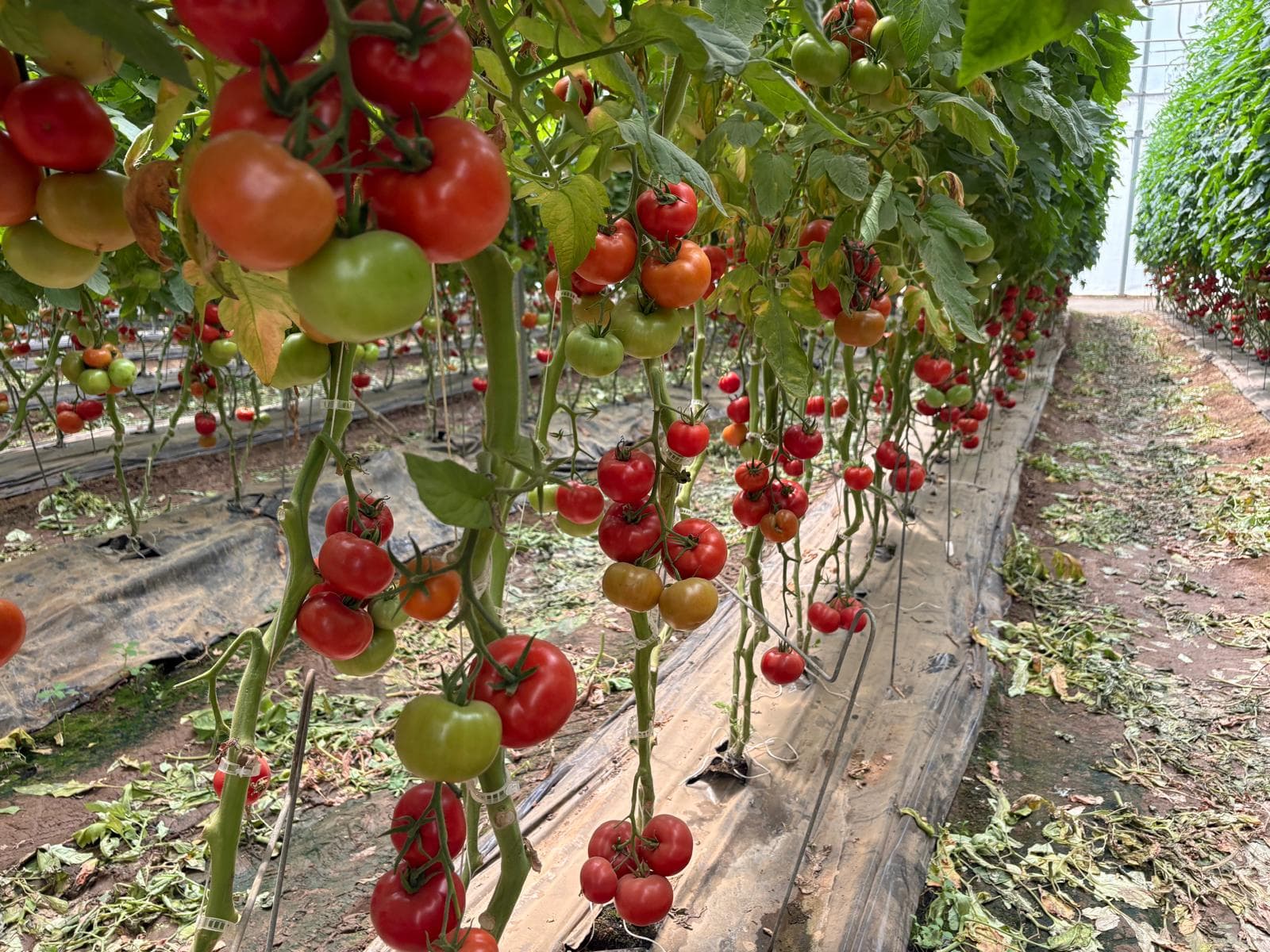 Cueillette de fraises dans nos champs
