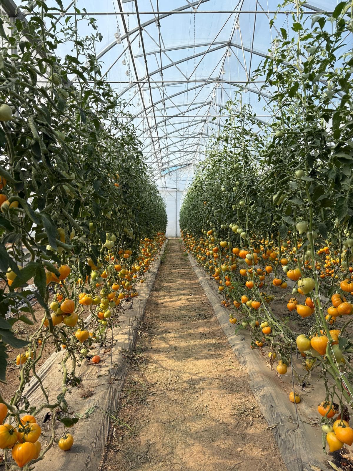 tomates vergers de vendee