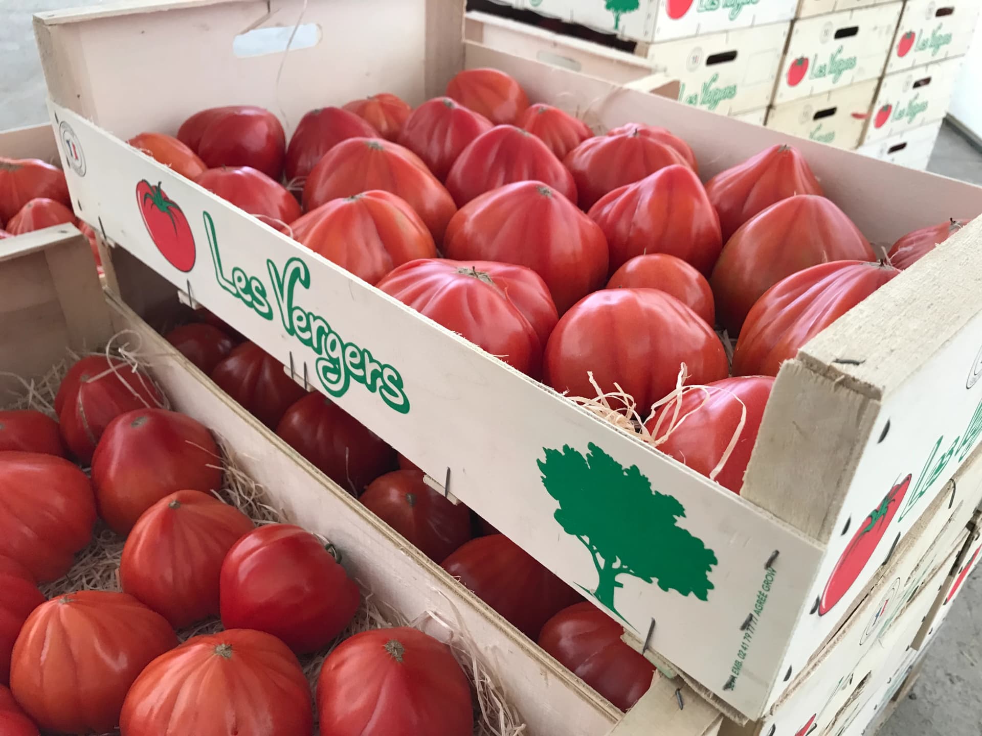Tomates allongées coeur rouges et jaunes