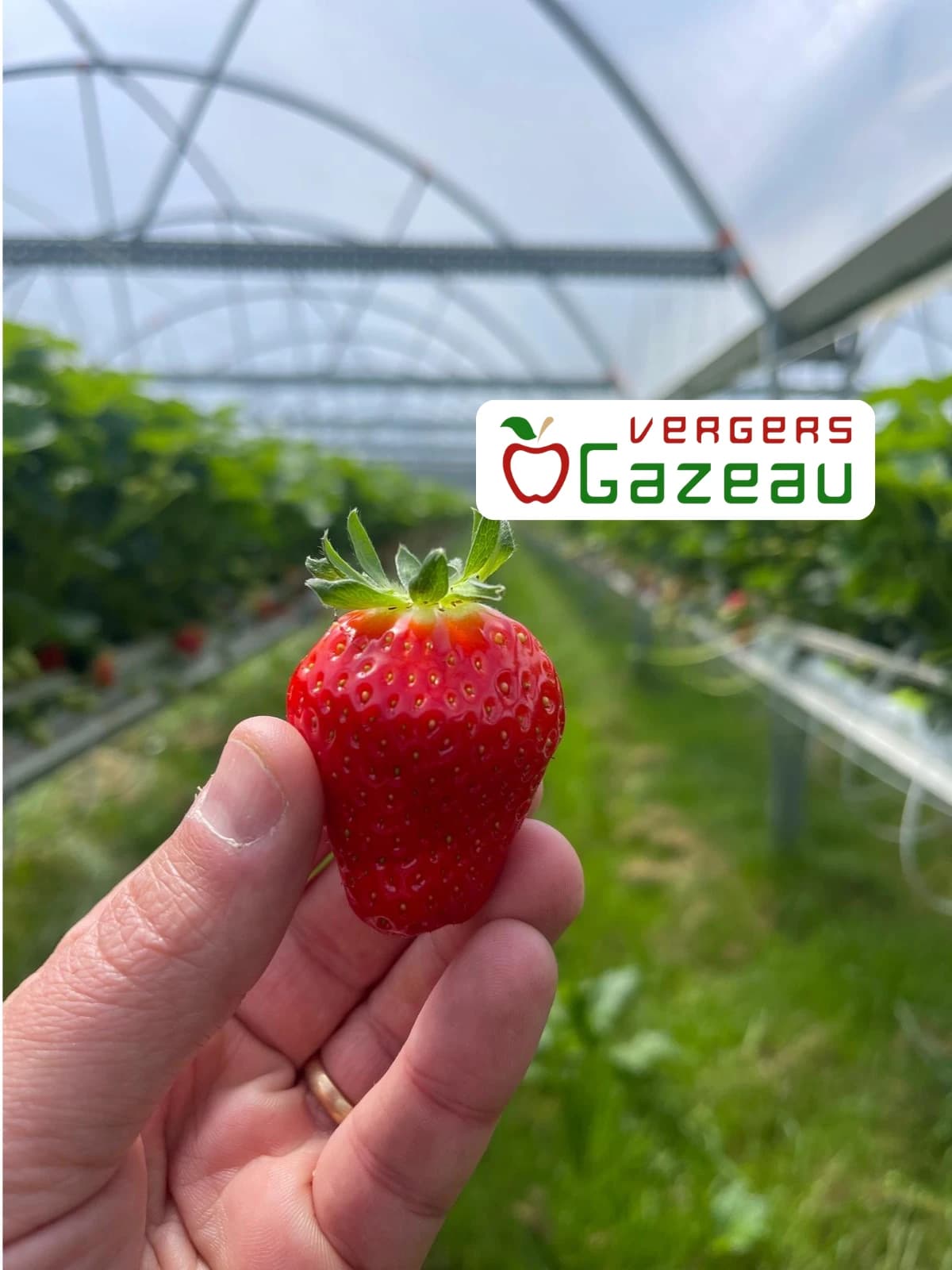 fraises vergers de vendee