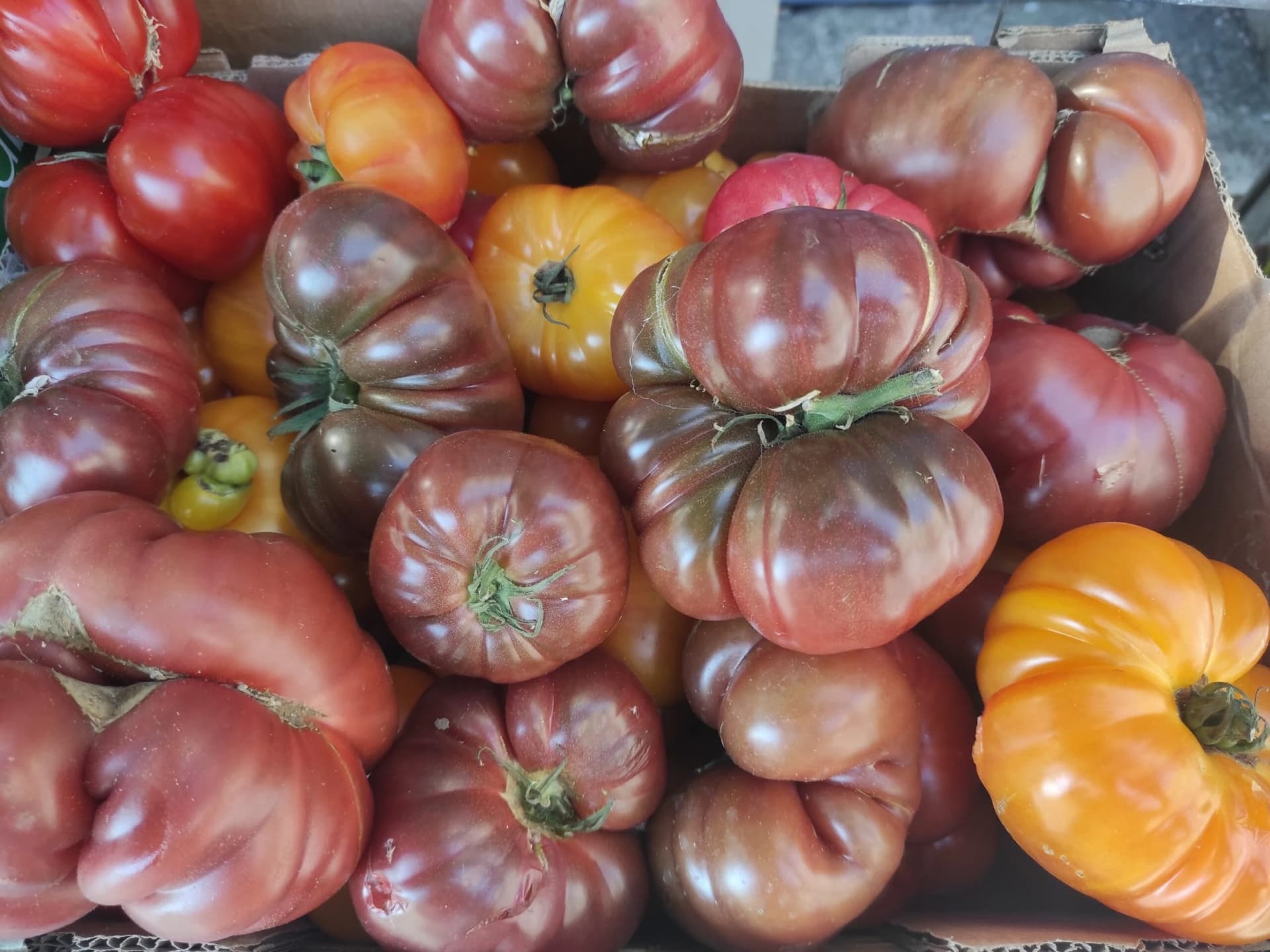 Tomates côtelées noire de crimée et bleue indigo