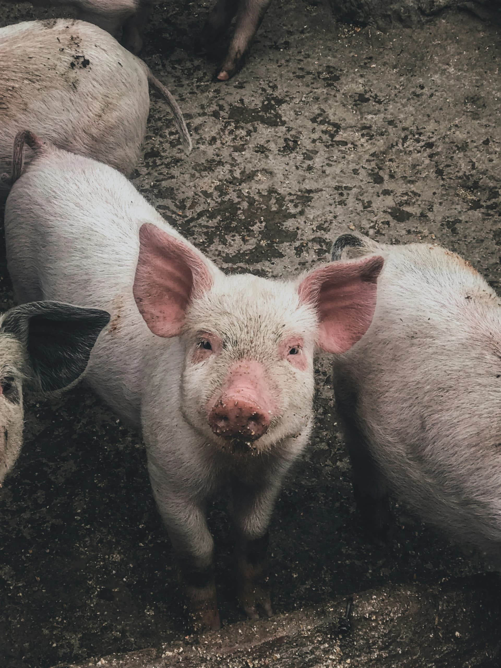 cochons