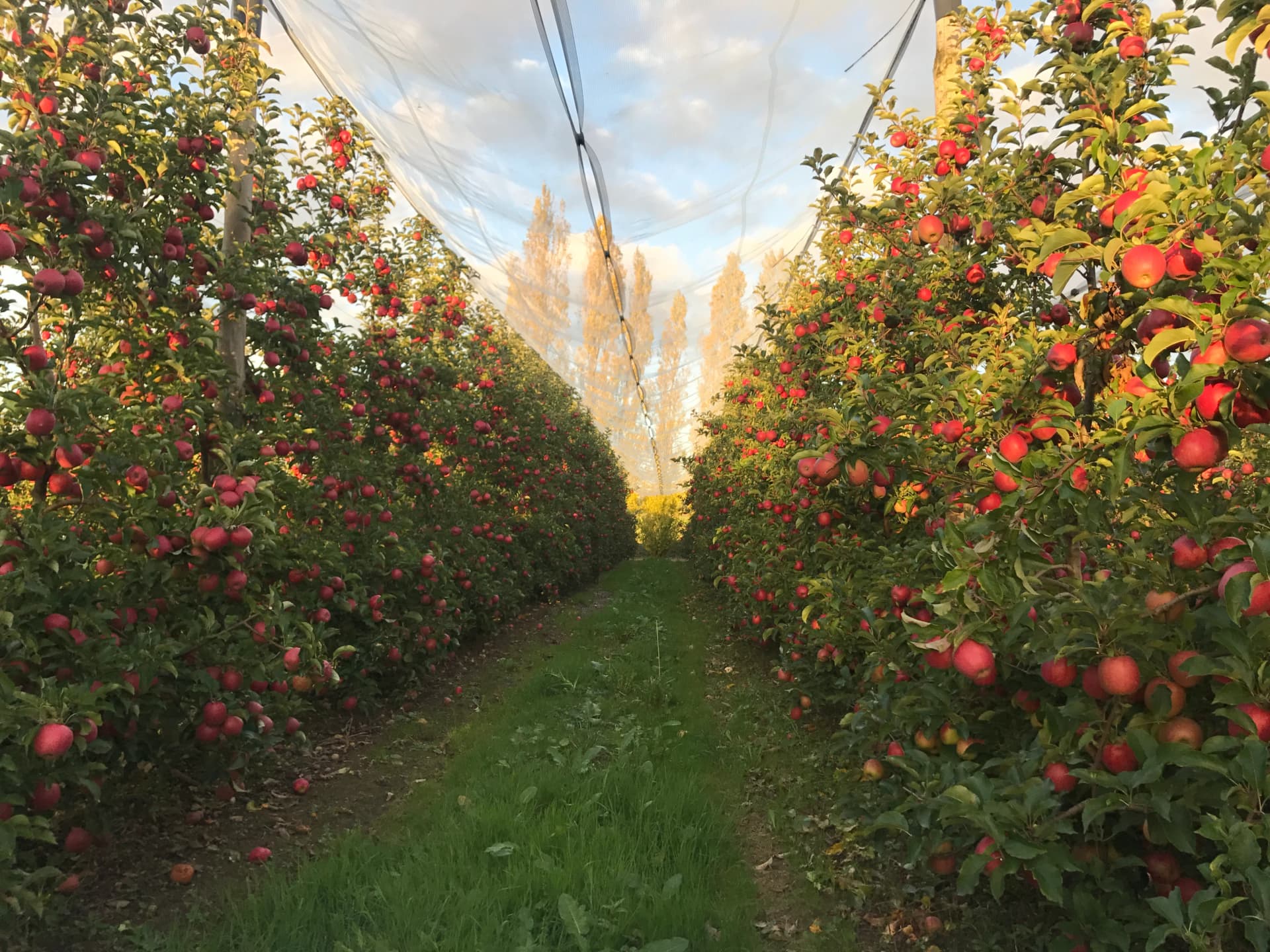 Des arbres plantés chaque année